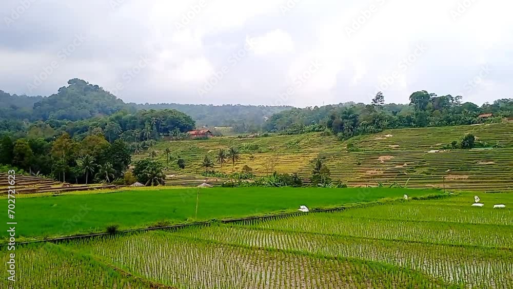 Beautiful morning view indonesia Panorama Landscape paddy fields with beauty color and sky natural light Beautiful morning view indonesia Panorama Landscape paddy fields with beauty color and sky natural light