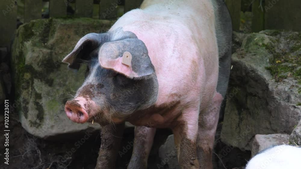 A domestic Pig standing in mud and looking into the camera A domestic Pig standing in mud and looking into the camera