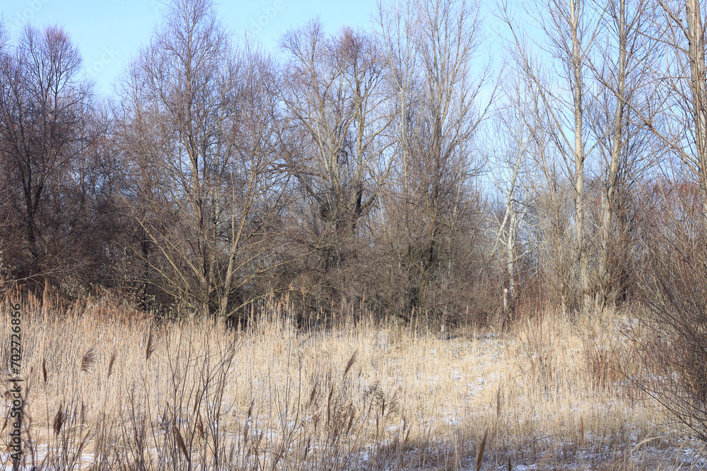 Winter landscape with trees in sunny weather Winter landscape with trees in sunny weather