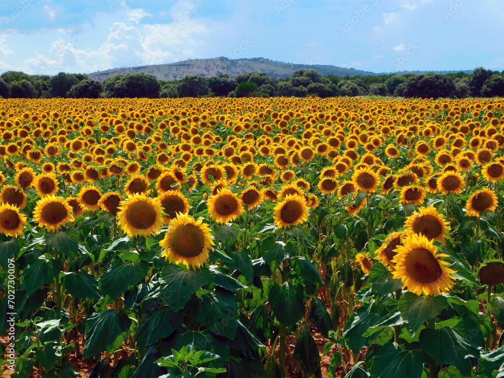 Obraz premium Beautiful Yellow Sunflower in a Fresh and Green Field