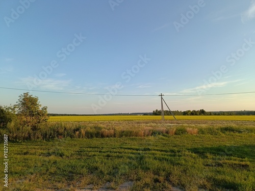 A rural area with a field, yellow flowers, poles and electric wires on a sunny summer day