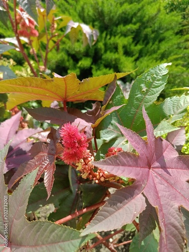 Ricinus communis with flowers and fruits on a sunny summer day in the garden. Floral wallpaper. photo