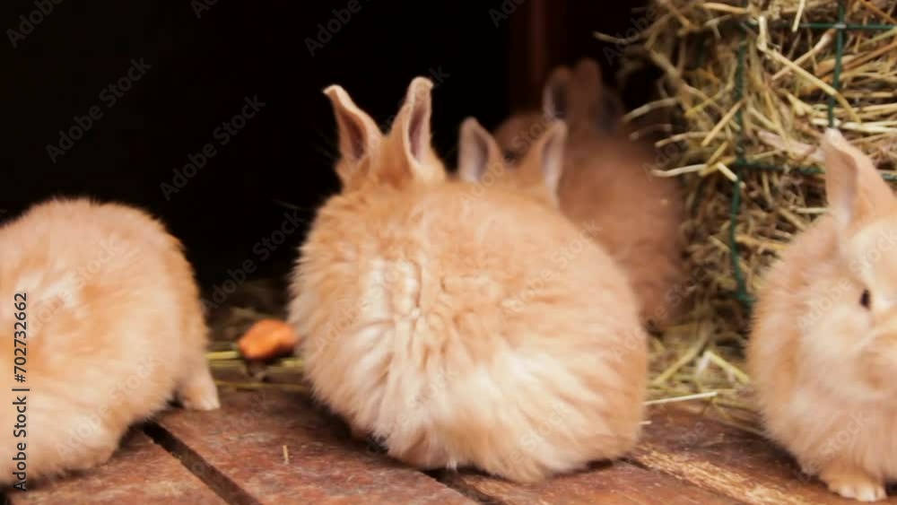 Steadicam Close Up Shot of Brown Baby Rabbits Steadicam Close Up Shot of Brown Baby Rabbits
