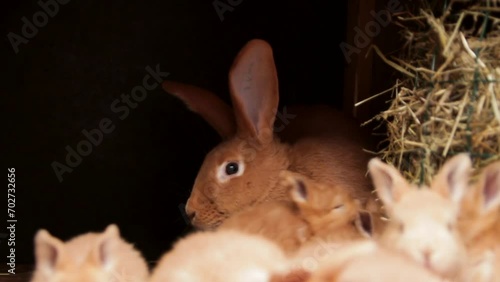 Steadicam Close Up Shot of Brown Baby Rabbits and Their Mother photo