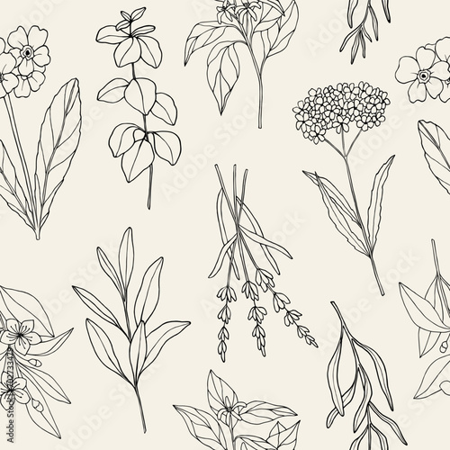 Hand drawn essential oil plants	background. Oregano, neroli, myrtle, tarragon, primrose, sage, lavender, verbena