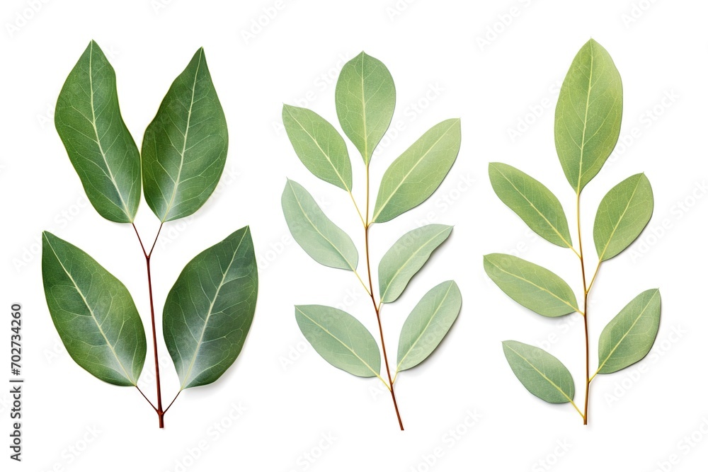 Green eucalyptus leaves isolated on white background