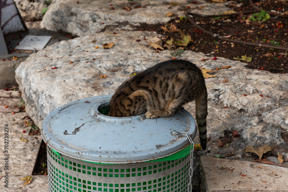 Grey and black tiger stripe cat searches for food in a garbage can.