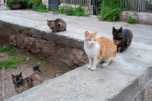 Four feral street cats eagerly await feeding on a stone wall. © Yehoshua Halevi