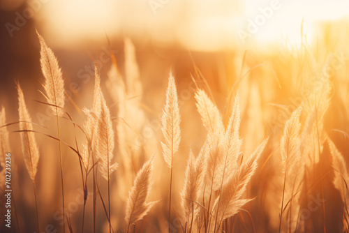 Wild Grass at Sunset in Lush Forest  Abstract Summer Nature Background