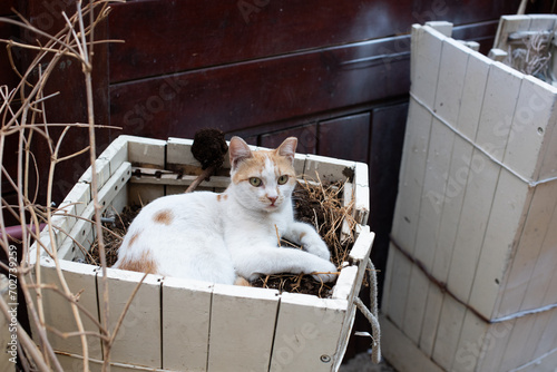 Orange and white Jerusalem street cat nestled in an unused wooded planter box.