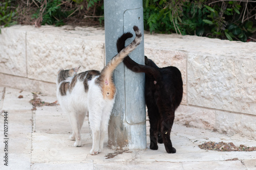 A pair of stray, Jerusalem street cats meet on a sidewalk and wrap tails around a lamp post. photo