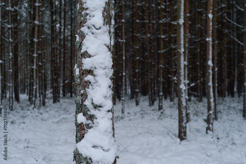 WINTER ATTACK - Snow in the pine forest WINTER ATTACK - Snow in the pine forest