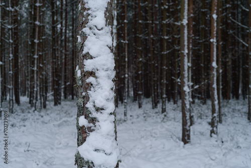 WINTER ATTACK - Snow in the pine forest