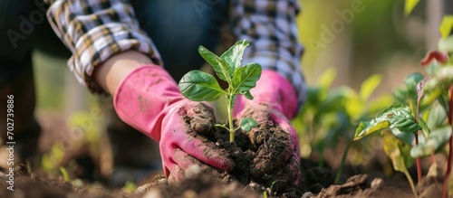 Planting activity with feminine hands in a checkered shirt and pink gloves, gently grasping a sprout and soil. The birth of a new plant. photo