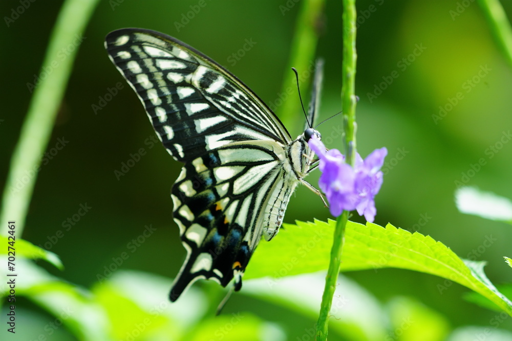 Swallowtail butterfly in a garden Swallowtail butterfly in a garden