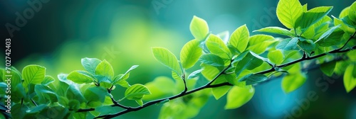 Background of cannabis leaves. A large amount of marijuana. Growing cannabis indoors. SoG hemp cultivation technique. Growing pot in groutent. photo