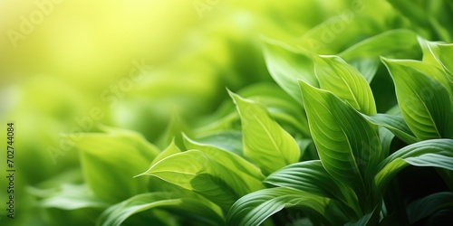 Close up fresh nature view of green leaf on blurred greenery background in garden with copy space using as background  natural green plants landscape  ecology