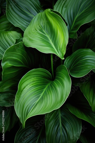 closeup nature view of green leaf and various background. Flat lay, dark nature concept, tropical leaf
