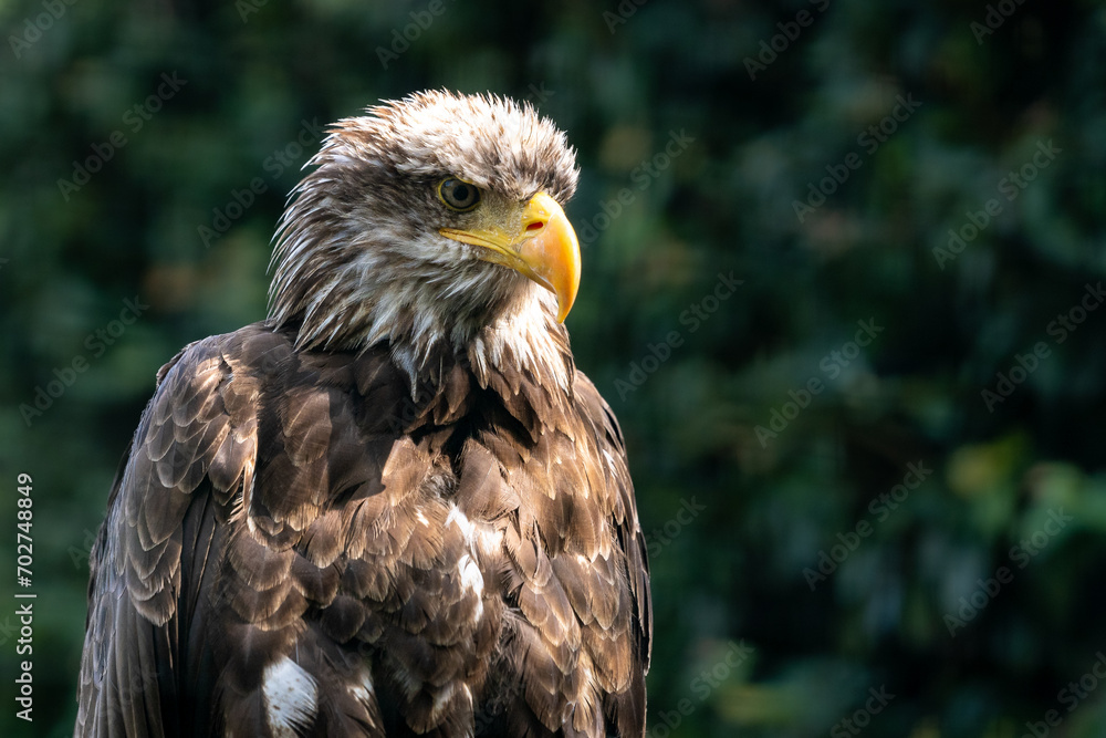 Weisskopfseeadler Weisskopfseeadler