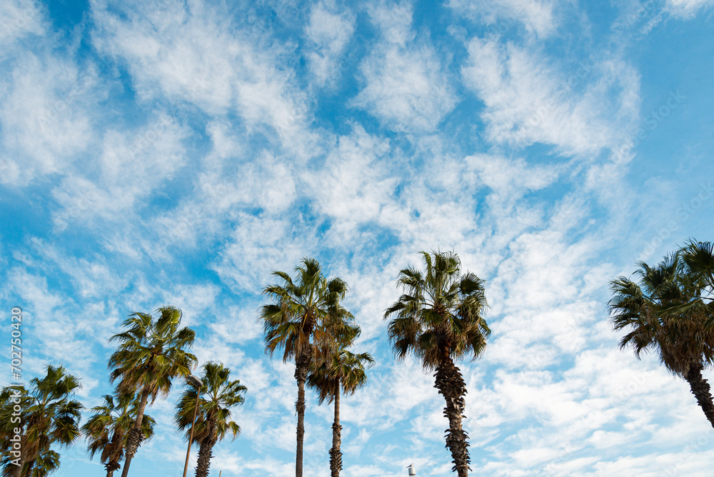Palm trees with blue sky in Barcelona, Spain 2023 November 