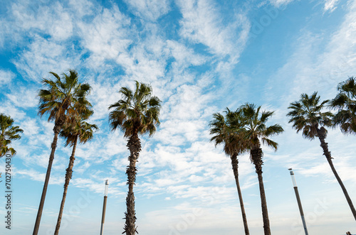 Fototapeta Naklejka Na Ścianę i Meble -  Palm trees in Barcelona, Spain 2023 November 