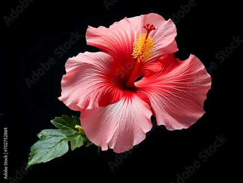 Hibiscus Rosa flower in studio background, single Hibiscus Rosa flower, Beautiful flower images © Akilmazumder