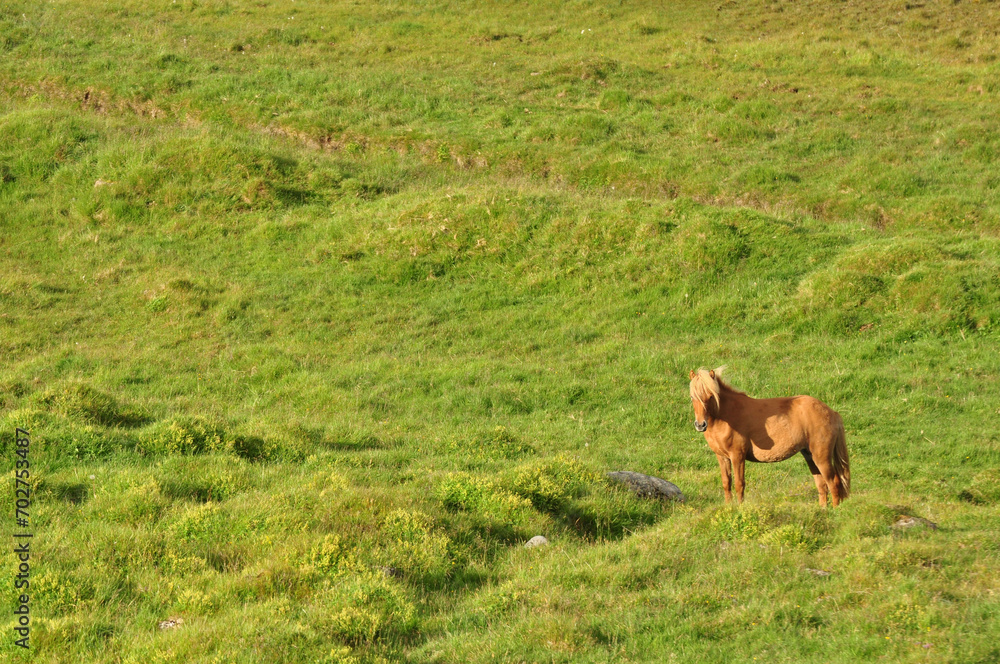 Beautiful view of a horse in a big field in Iceland Beautiful view of a horse in a big field in Iceland