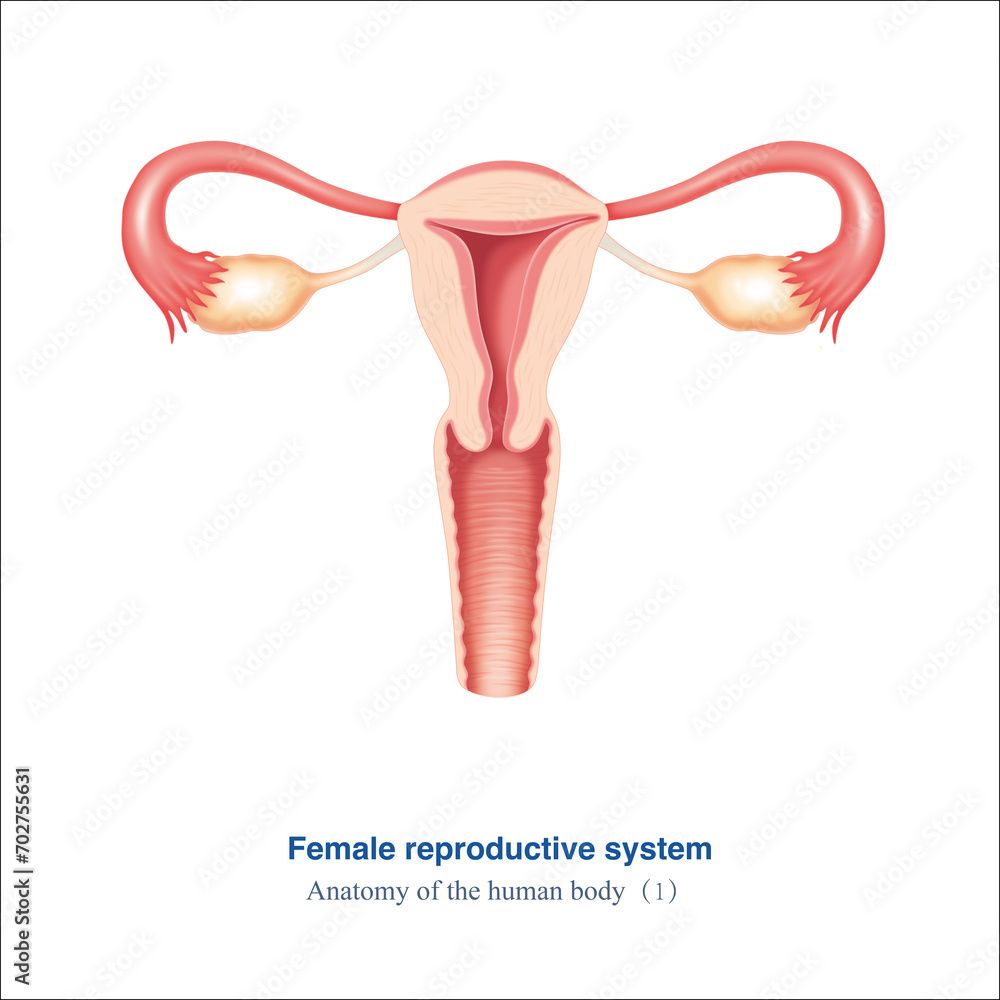 Atlas of Human Anatomy Female Reproductive System, unlabeled version