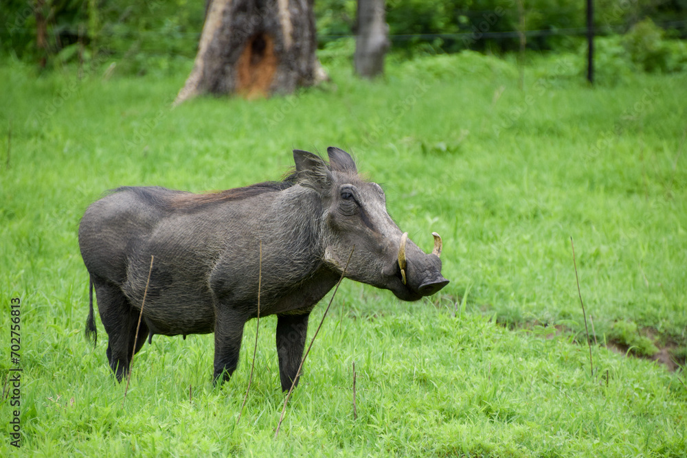 A warthog in a nature reserve in Zimbabwe. A warthog in a nature reserve in Zimbabwe.