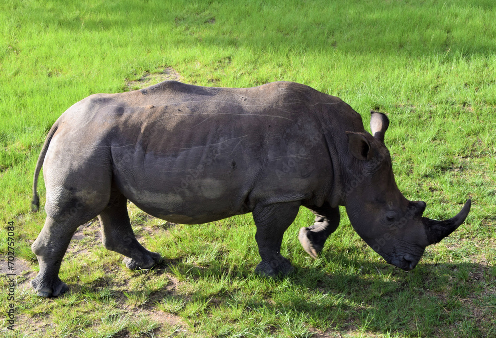 Fototapeta premium An adult white rhino in a nature reserve in Zimbabwe