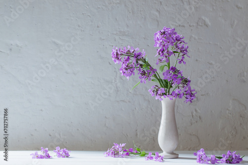 Hesperis matronali flowers in vase on white background photo