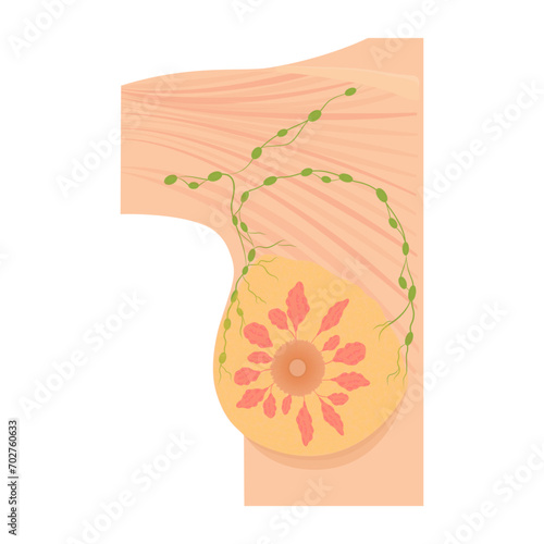 Female Breast anatomy and axillary Lymph nodes detailed colorful illustration. Flat design.