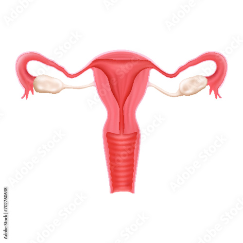 Realistic female human reproductive system. isolated on white background. Realistic 3d vector illustration