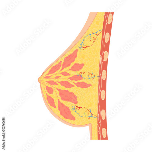 Mammary gland. Vector illustration showing cross section of female breast with the names of the constituent parts isolated on white background.