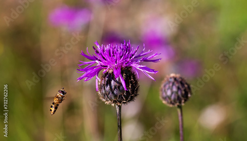 One honey bee collecting pollen on yellow flower. Close up macro