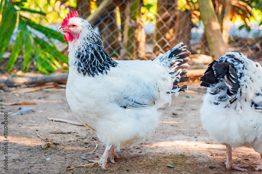 Chicken,Light Sussex Chicken,Chicken breeder in Country house