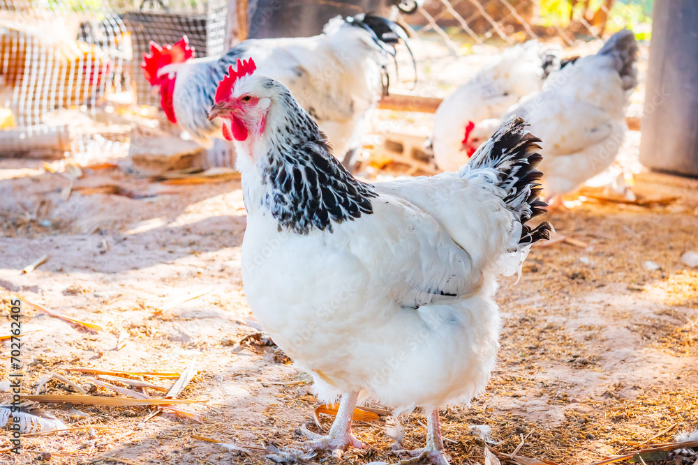 Chicken,Light Sussex Chicken,Chicken breeder in Country house