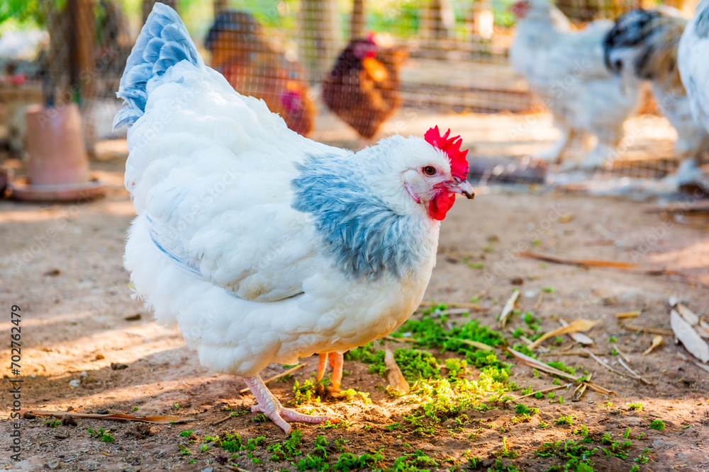 Chicken,Light Sussex Chicken,Chicken breeder in Country house