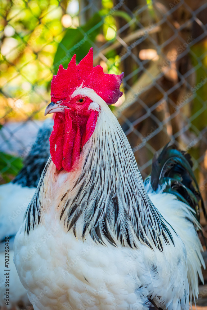 Chicken,Light Sussex Chicken,Chicken breeder in Country house