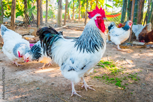 Chicken,Light Sussex Chicken,Chicken breeder in Country house