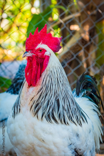 Obraz na płótnie Chicken,Light Sussex Chicken,Chicken breeder in Country house w salonie