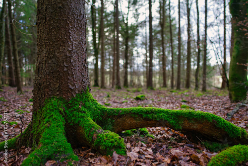 Moody picture of a moss covered root