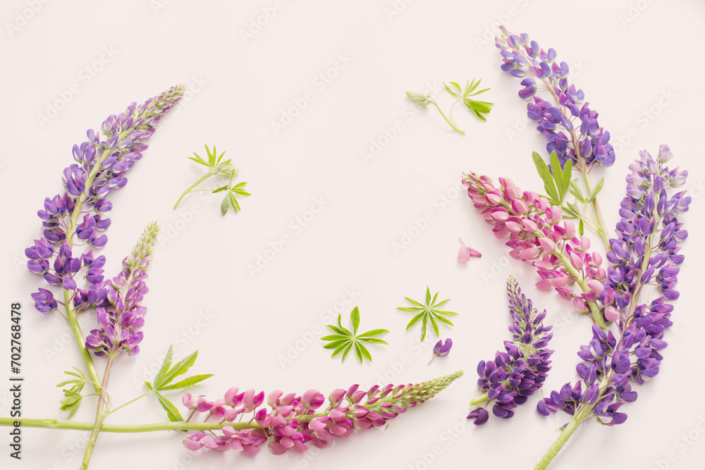 lupine flowers on white background lupine flowers on white background
