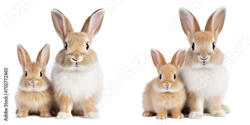 Set of adorable cute rabbits and their babies, isolated on white background
