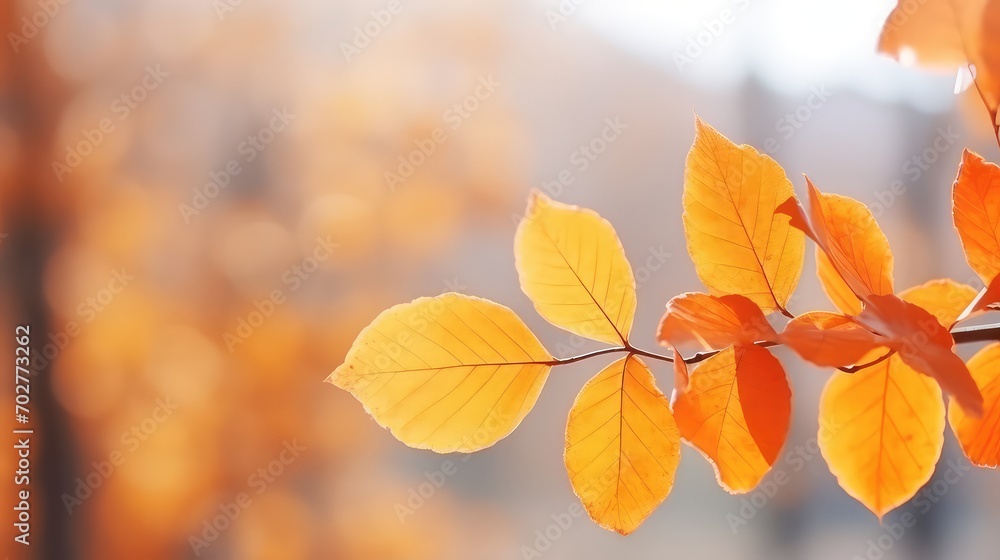 Autumn leaves in sunlight beautiful nature background Autumn leaves in sunlight beautiful nature background