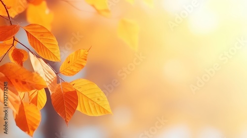 Autumn leaves in sunlight beautiful nature background