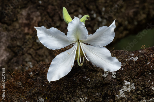 The white flower of Bauhinia forficata as known as the Brazilian orchid tree 