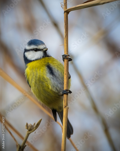 Close-up of a great tit perched on a tree branch