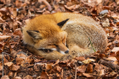 Obraz na płótnie Closeup of a baby fox curled up on autumn foliage in a forest