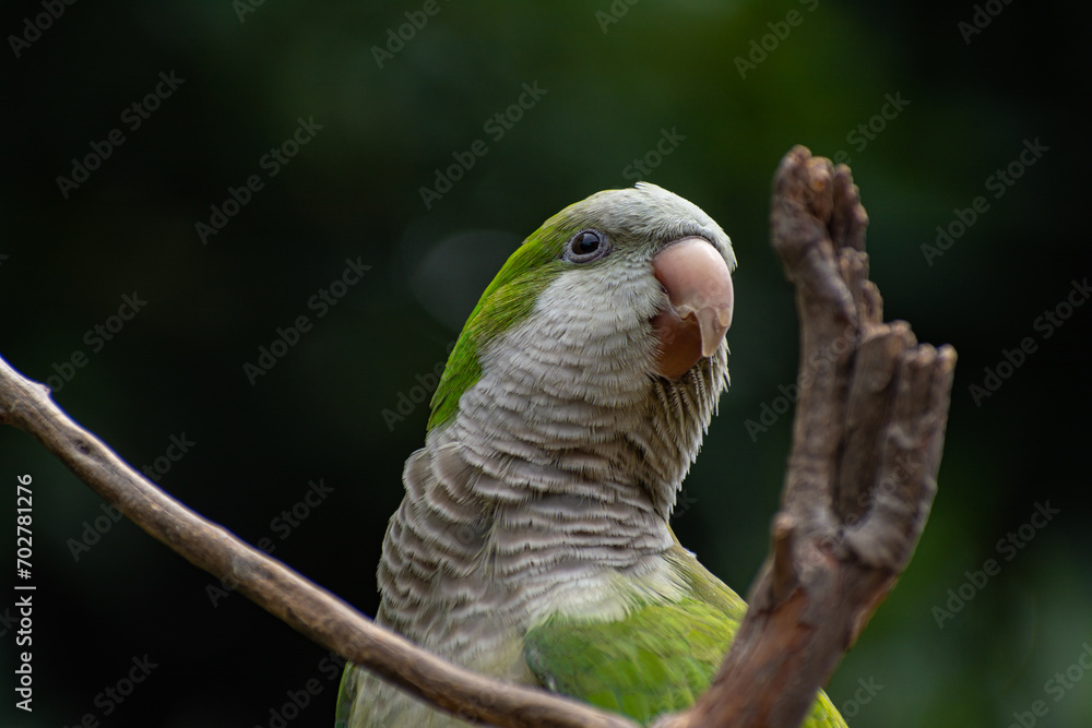 Obraz premium loro verde sobre fondo negro natural 